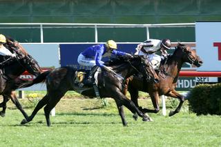 Shamexpress gelding Cyber Attack (NZ), who cost $47,500 at the 2016 National Weanling, Broodmare & Mixed Bloodstock Sale.